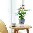 thumbnail image 3 of Self Watering Planters for Indoor Plants, 3 Pack 6 Inch African Violet Pots, Modern Decorative Flow, 3 of 7