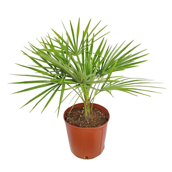 Tropical Plants of Florida 26" to 32" Windmill Palm Tree; Partial Shade to Partial Sun, Large Plant