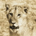 thumbnail image 2 of Susann Parker 26x26 Gallery Wrapped Canvas Wall Art Titled - Young Lion, 2 of 4
