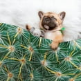 thumbnail image 3 of Pofeuu Thorns Of Macro Cactus Print Puppy Blanket,Dog Blankets,Pet Blanket Cozy Cat Blankets for Indoor Cats, Fuzzy Pet Blanket for Kitten Doggy Dog Blankets-Small, 3 of 8