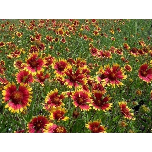 Gaillardia Indian Blanket Nice Garden Flower By Seed Kingdom BULK 1 Lb
