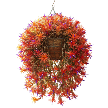 Pack of 12 Air Plants Live Houseplant, Tillandsia Air Plants, 2 to 3 Inc Long, Succulent Plant Live for Indoor Outdoor Growing