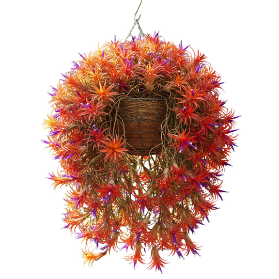 Pack of 12 Air Plants Live Houseplant, Tillandsia Air Plants, 2 to 3 Inc Long, Succulent Plant Live for Indoor Outdoor Growing