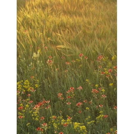 Paintbrush, Low Bladderpod and Grass, Texas Hill Country, USA Print Wall Art By Adam