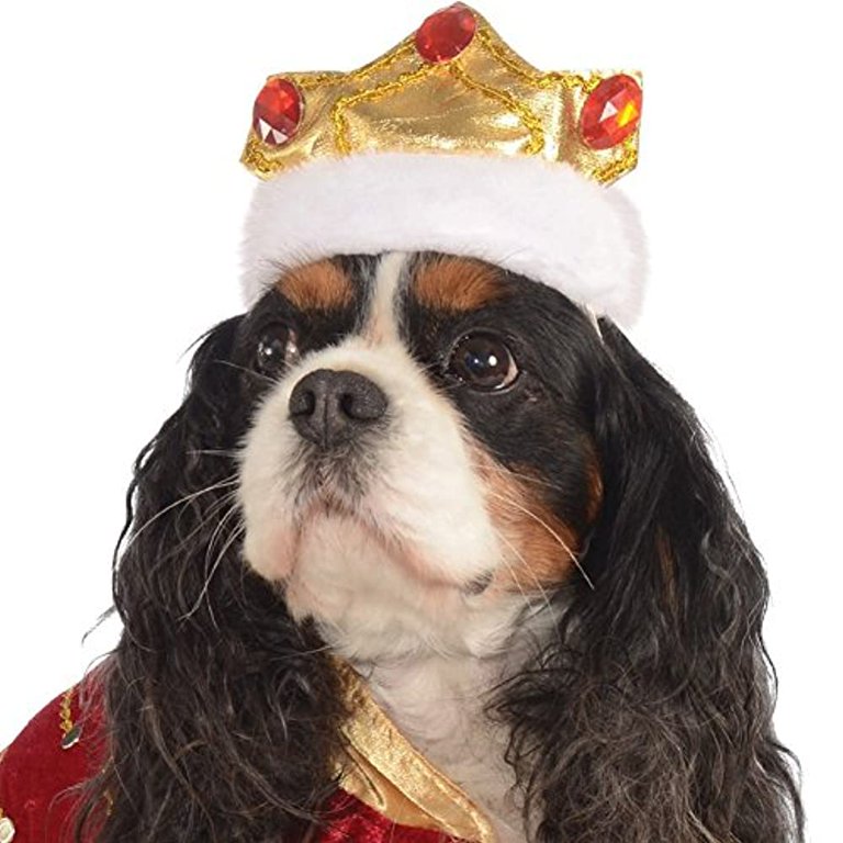 Dog Halloween Costume  Cavalier king charles spaniel, Halloween