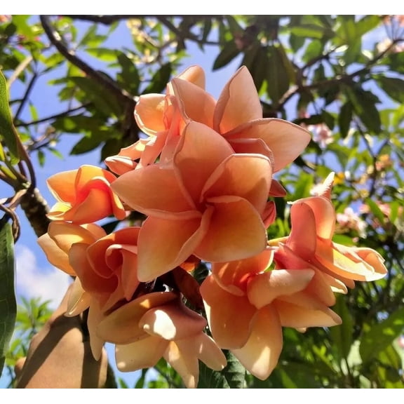 10 Salmon Brown Plumeria Seeds