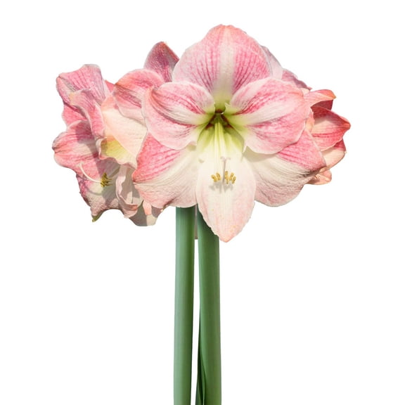 Cherry Blossom Amaryllis - 28-32 cm bulb