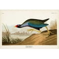 thumbnail image 2 of Audubon, John James 24x17 Black Ornate Wood Framed with Double Matting Museum Art Print Titled - Pl 305 Purple Ganaule, 2 of 4