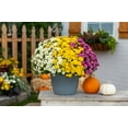 thumbnail image 4 of Expert Gardener 1.5G Purple White Yellow Mum Live Plant Decorative Pot Full Sun, 4 of 7