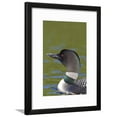 thumbnail image 1 of Canada, Quebec, Eastman. Common Loon in Water, Animals Framed Art Print Wall Art by Jaynes Gallery Sold by Art.Com, 1 of 5
