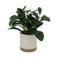 thumbnail image 5 of Mainstays by Becky G. & Alejandra 8" Artificial Peperomia in White Two-Tone Ribbed Ceramic Pot, 5 of 9