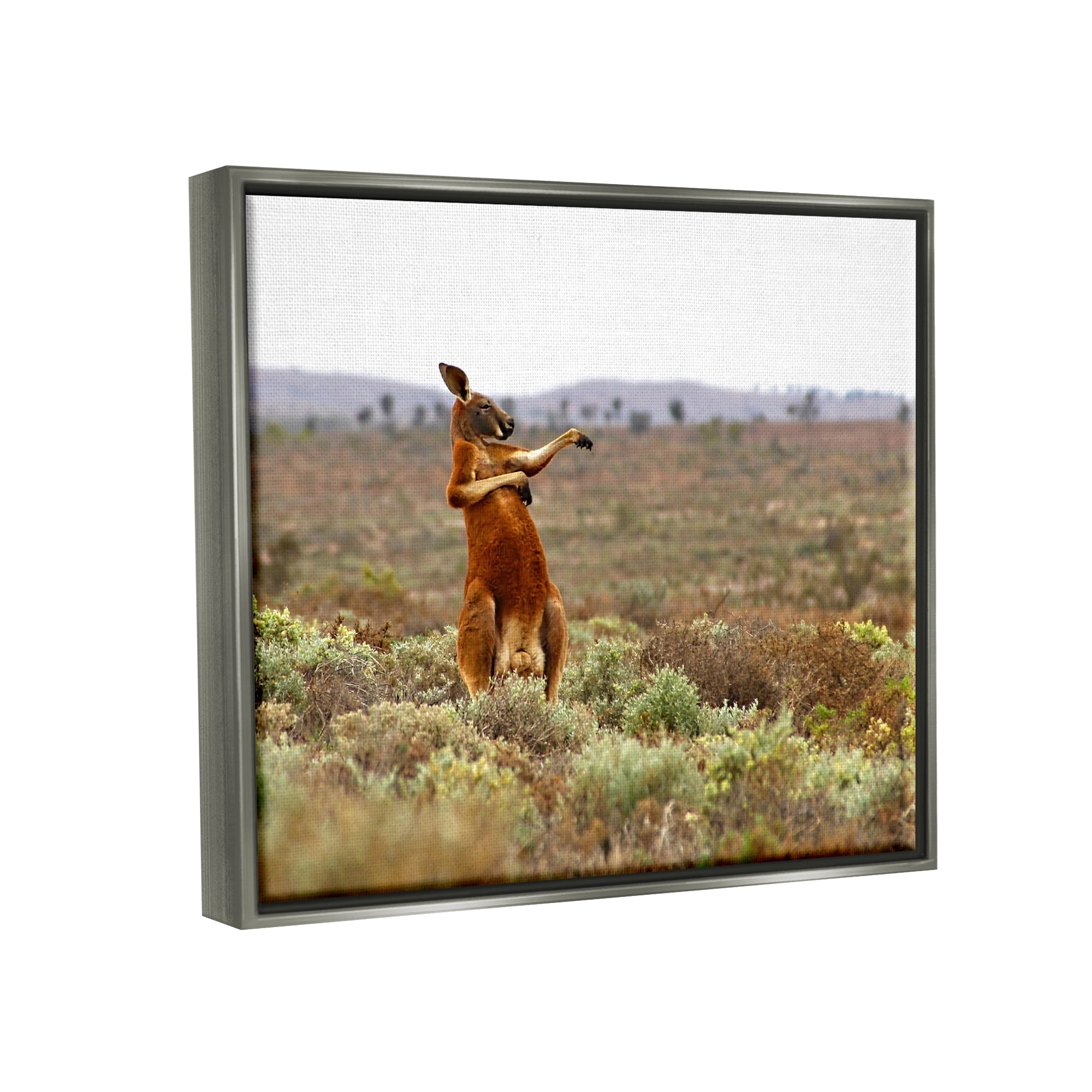 Stupell Industries Kangaroo Savanna Landscape Animals & Insects Photography Gray Floater Framed Canvas Art Print Wall Art, 21 x 17