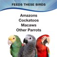thumbnail image 5 of 3-D Pet Products Premium Parrot Bird Food, Seeds, 4 lb. Stay Fresh Jar, 5 of 5