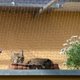 thumbnail image 4 of Valla para mascotas, red de seguridad para balcones, valla protectora de nailon para niños y mascotas, red antidepresión para gatos, 4 of 4