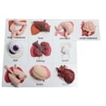 thumbnail image 6 of Curious Minds Busy Bags Montessori Human Organ Match - Miniature Body Parts with Cards to Match - Early Childhood Biology Learning Toy, 6 of 8