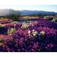 thumbnail image 2 of Talbot Frank, Christopher 31x26 Gold Ornate Wood Framed with Double Matting Museum Art Print Titled - CA, Anza-Borrego Sand Verbena flowers at sunset, 2 of 4