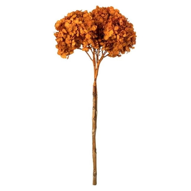 Vickerman H1HYD750 Tiges d'Hortensia d'Automne de 15 à 18 Po