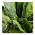 thumbnail image 2 of Epazote 30 g, 2 of 2