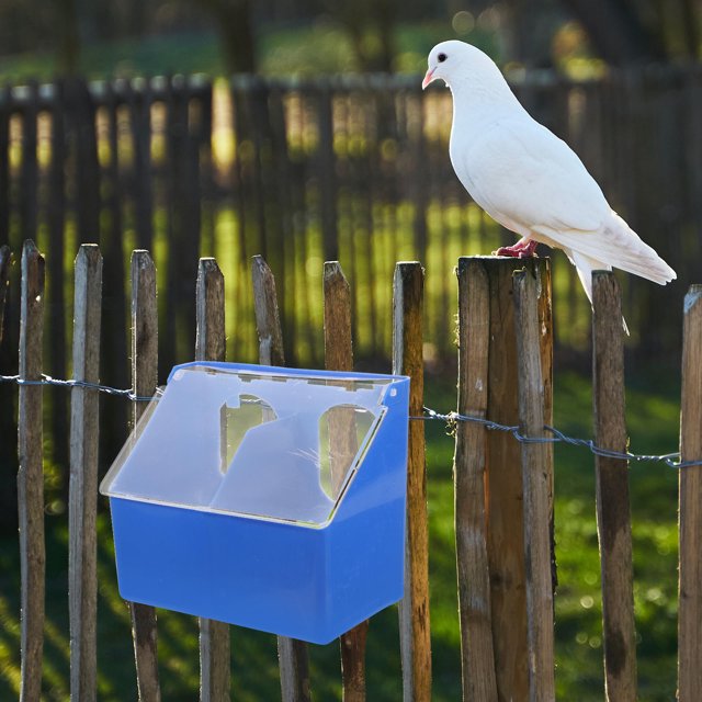 unbranded Multifuncional Para Codornices Y De Plástico Duradero Color