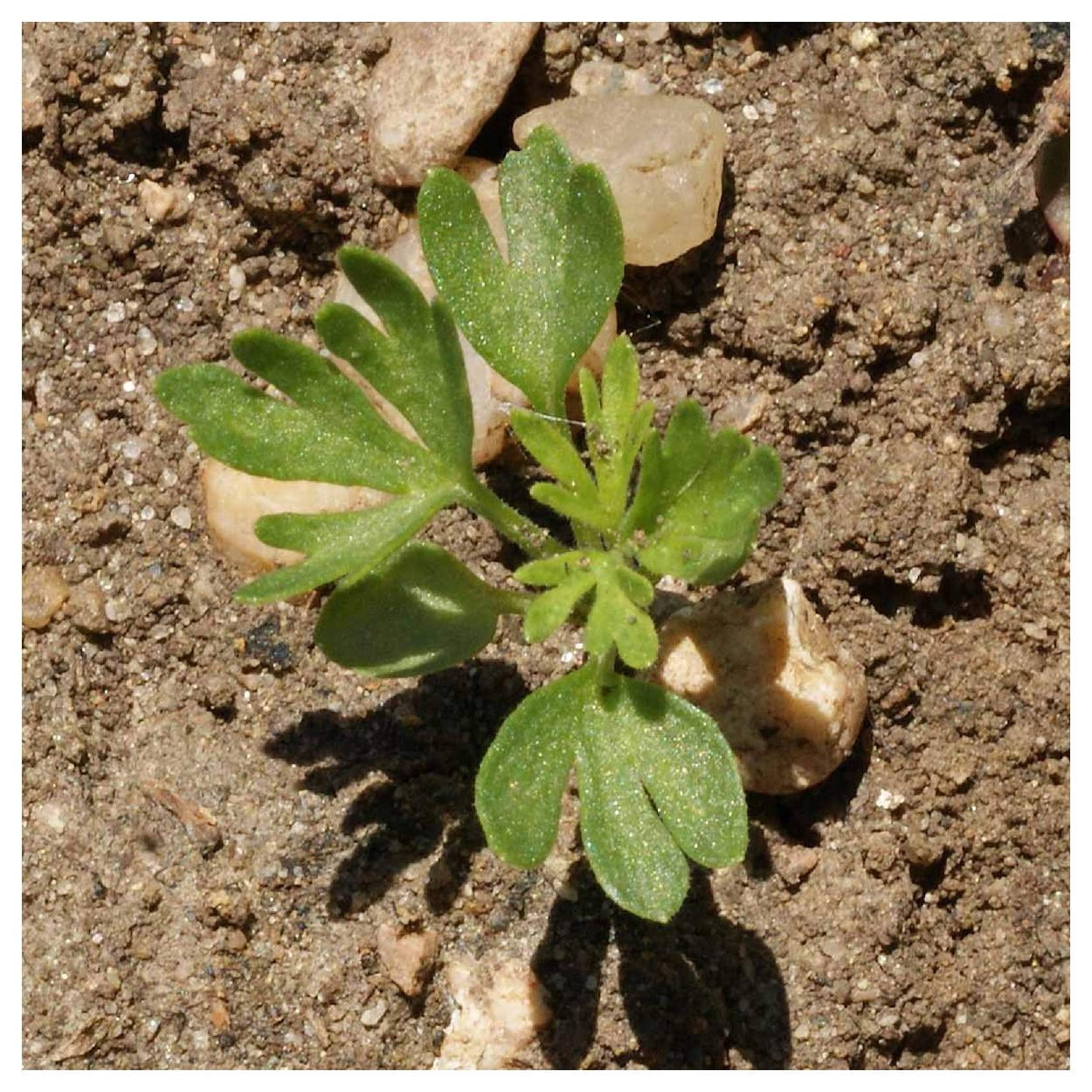 Everwilde Farms - 1 lb Imperial Mixed Rocket Larkspur Garden Flower Seeds - Gold Vault Bulk Seed Packet