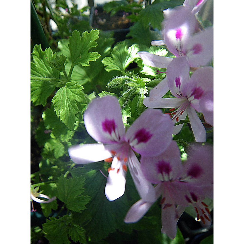 Lime Scented Leaf Geranium Grow Indoors or Out Live Plant Quart