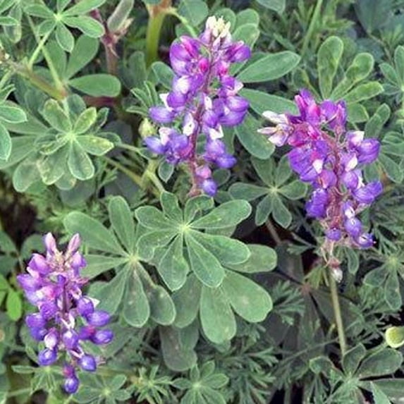 Arroyo Lupine 1 OZ ~550 Seeds - Annual Flower Gardening Seeds - Sustainable Seed Company
