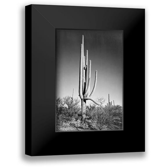 Adams, Ansel 11x14 Black Modern Framed Museum Art Print Titled - Full view of cactus and surrounding shrubs, In Saguaro National Monument, Arizona, ca. 1941-1942