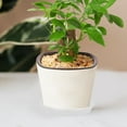 thumbnail image 3 of 10pcs Plant Flower Pot Drip Tray Plastic Round Plant Saucer Flower Pot Container, 3 of 8