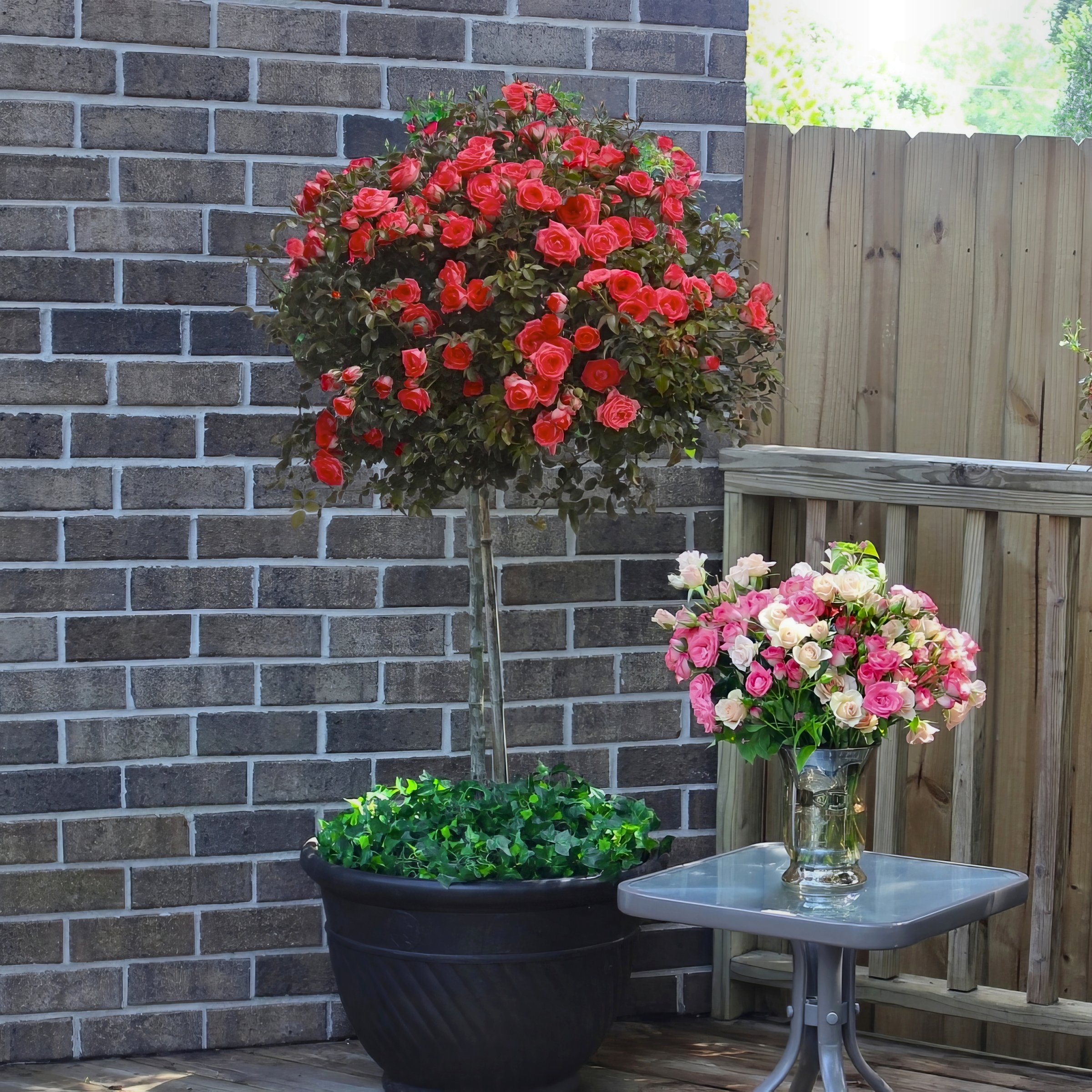 National Plant Network Bare Root Impatient Tree Rose