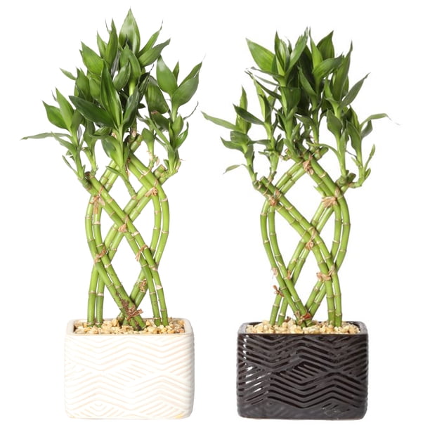 Delray Plants Live 2pack Small Lucky Bamboo Indoor House Plant in