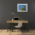 thumbnail image 3 of Illg, Cathy and Gordon 24x19 White Modern Wood Framed Museum Art Print Titled - AZ, Sonoran Desert Pyrrhuloxia on saguaro buds, 3 of 4