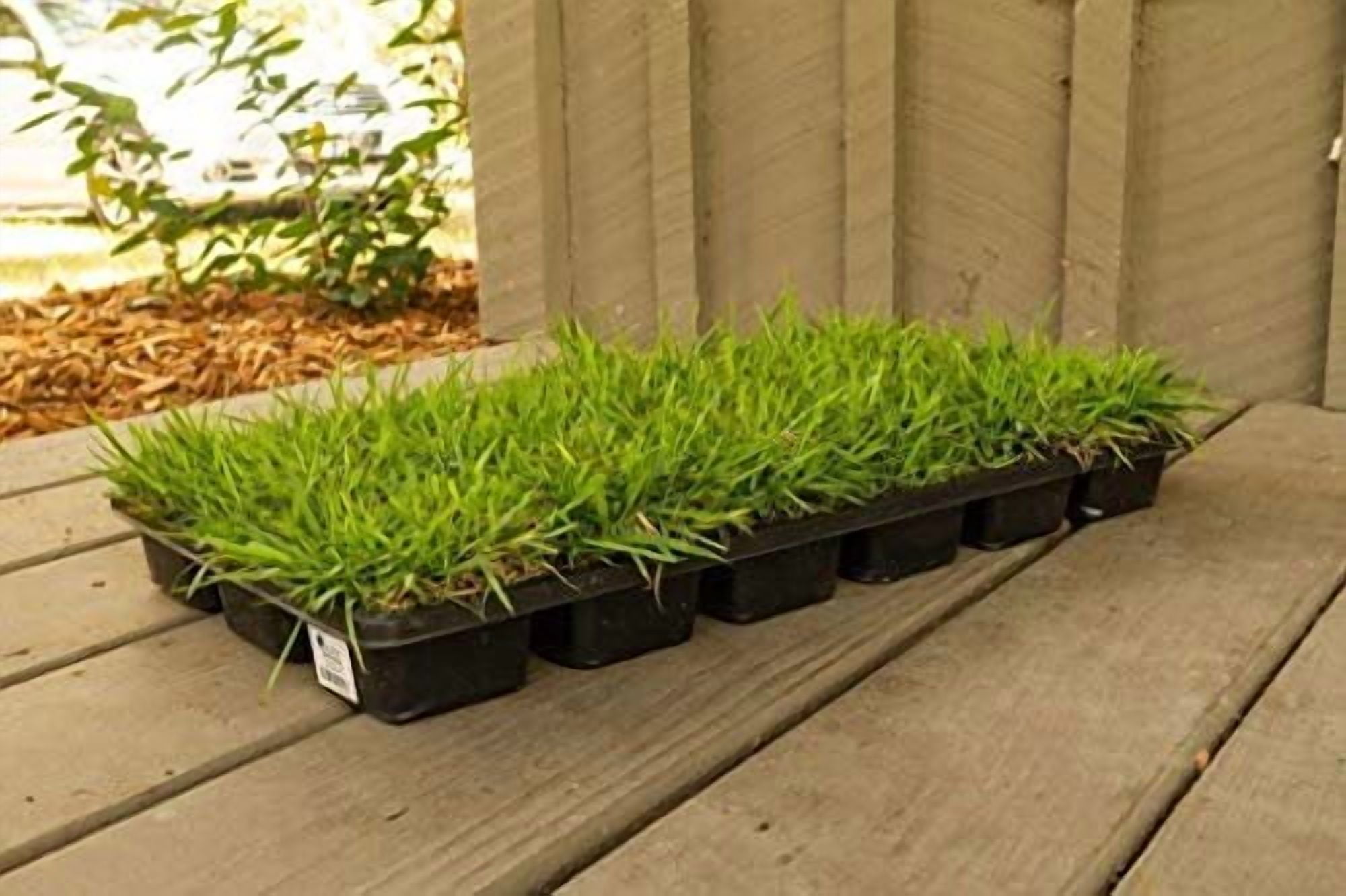 Florida Foliage Zoysia Sod Plugs - Large 3" x 3" Plugs - 18 Count Tray - Drought, Salt & Shade Tolerant Turf Grass