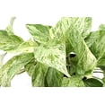 thumbnail image 4 of Live Marble Queen Pothos Plant - Variegated Foliage - 4" Decorative Pot Cover - Thorsen's Greenhouse, 4 of 5