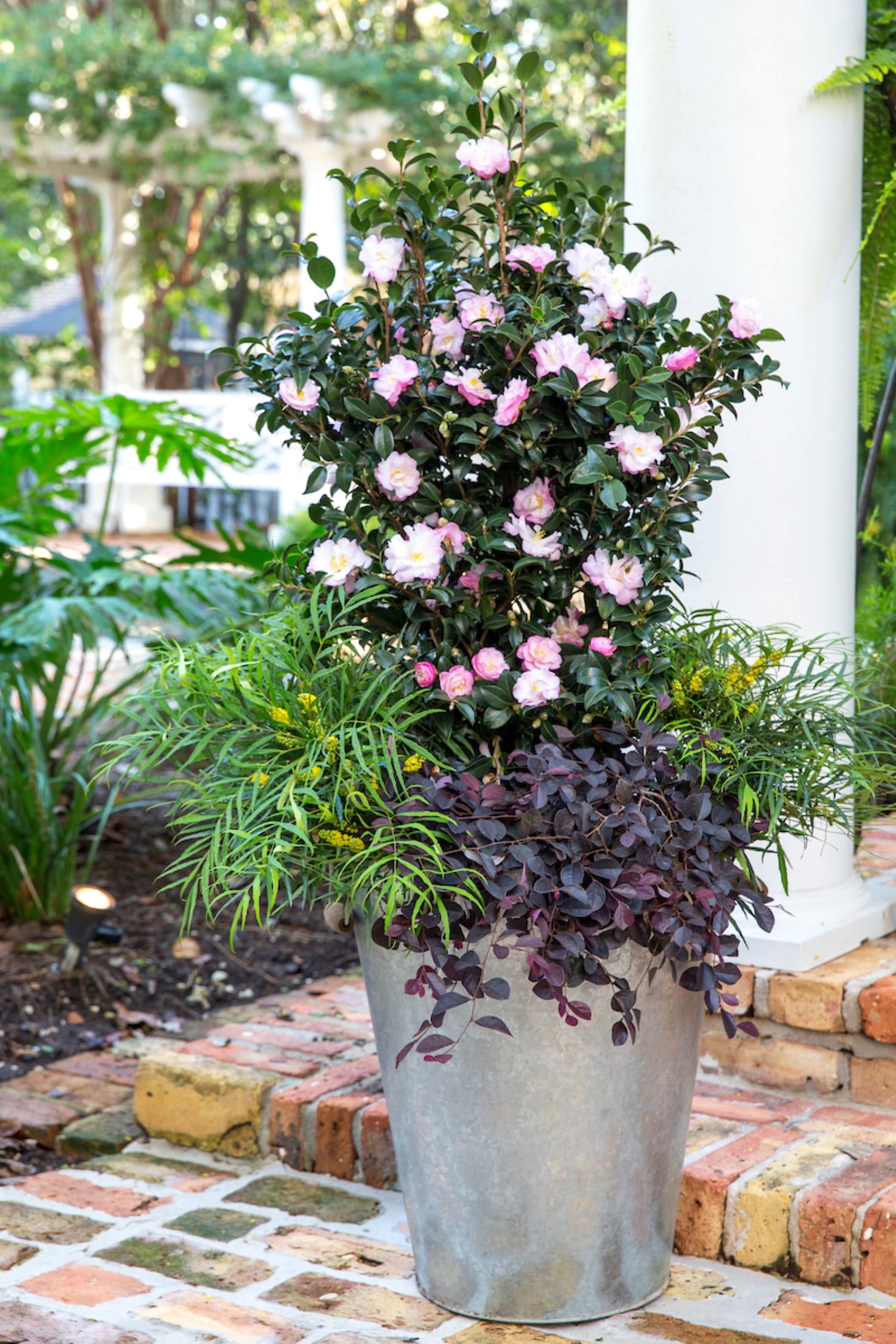 Southern Living October Magic Orchid Camellia Live Shrub in 2-Gallon Grower Pot