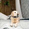 thumbnail image 7 of Reflective Shock Collar Replacement Strap, Dog GPS Training Bark Receiver Collars, Heavy Duty Replacement Collar for Shock Training, E Collars Straps for Small Medium Large Dogs (2.5 cm Wide), 7 of 7