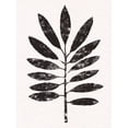thumbnail image 2 of Warren, Annie 12x14 White Modern Wood Framed Museum Art Print Titled - Pressed Tropical Leaf VI, 2 of 4