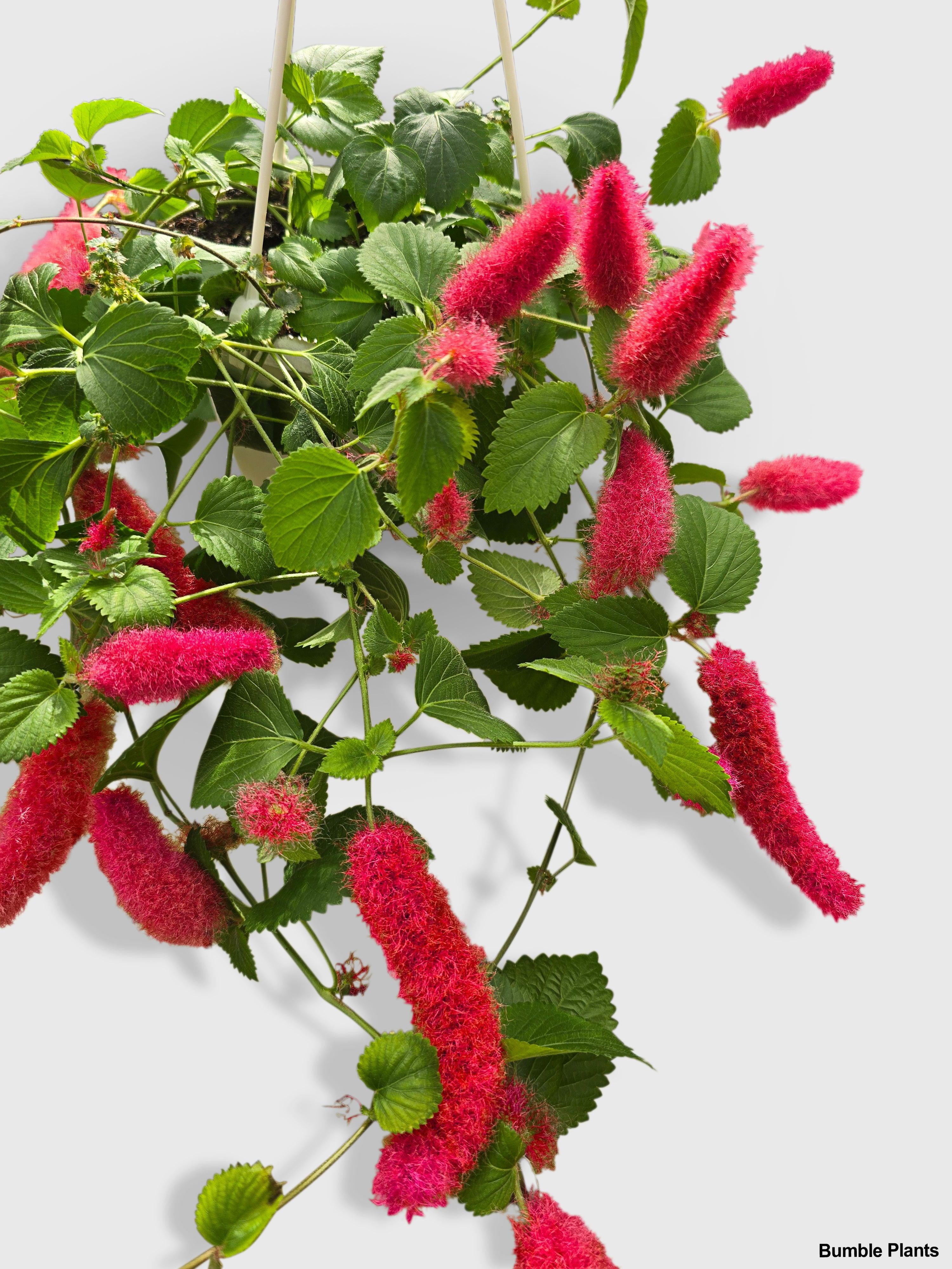 Chenille Acalypha Hispida 'Red Hot Cat's Tail' - Live Air-Purifying Indoor Plant in Nursery Pot – Easy Care, Low Maintenance Houseplant for Home & Office Decor, Natural Air Cleaner, Best for Beginners