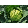 thumbnail image 3 of Copenhagen Early Market Cabbage/ Annual/ Full Sun/2250 Seeds 1/4 oz/ Zellajake Farm and Garden - B165, 3 of 5