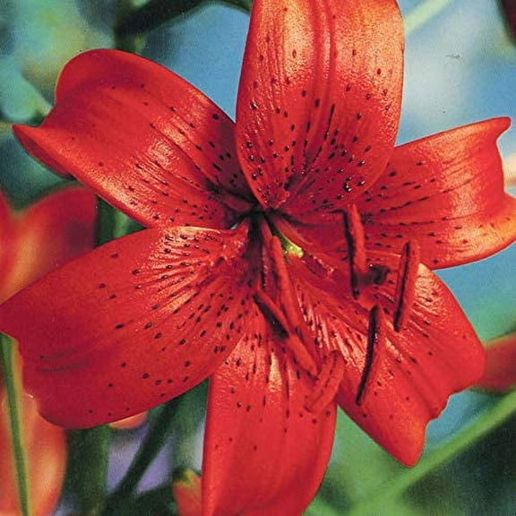 Red Tiger Lilies Flower Bulbs - 3 Lily Bulbs per Pack - Attracts Butterflies and Hummingbirds - Good as Cut Flowers - Naturalizing - Perennializing - Easy to Grow Live Plants - Outdoor Garden