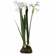 Paper White Bulb Garden