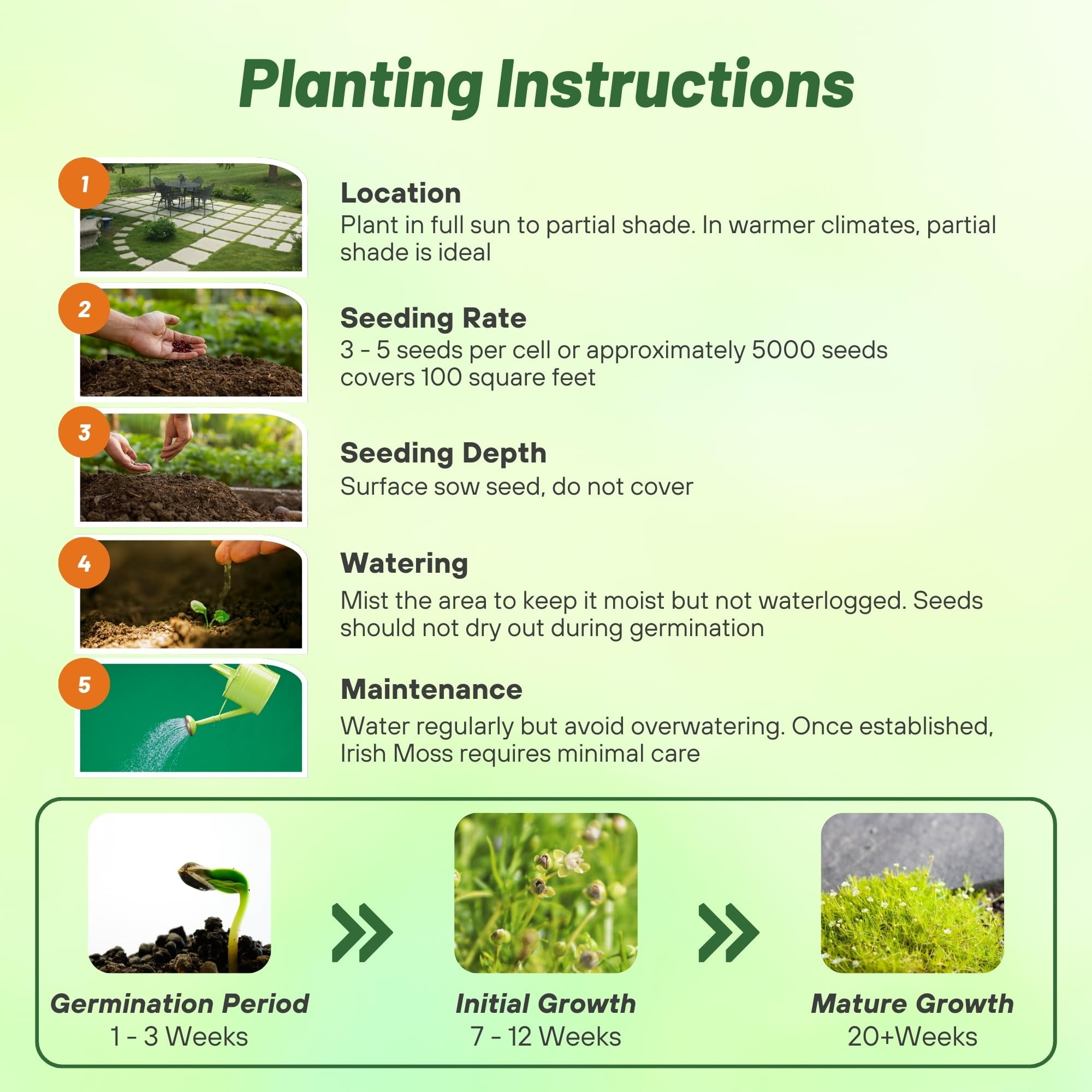 Irish Moss Ground Cover Plants & Seed - 10000 Seeds