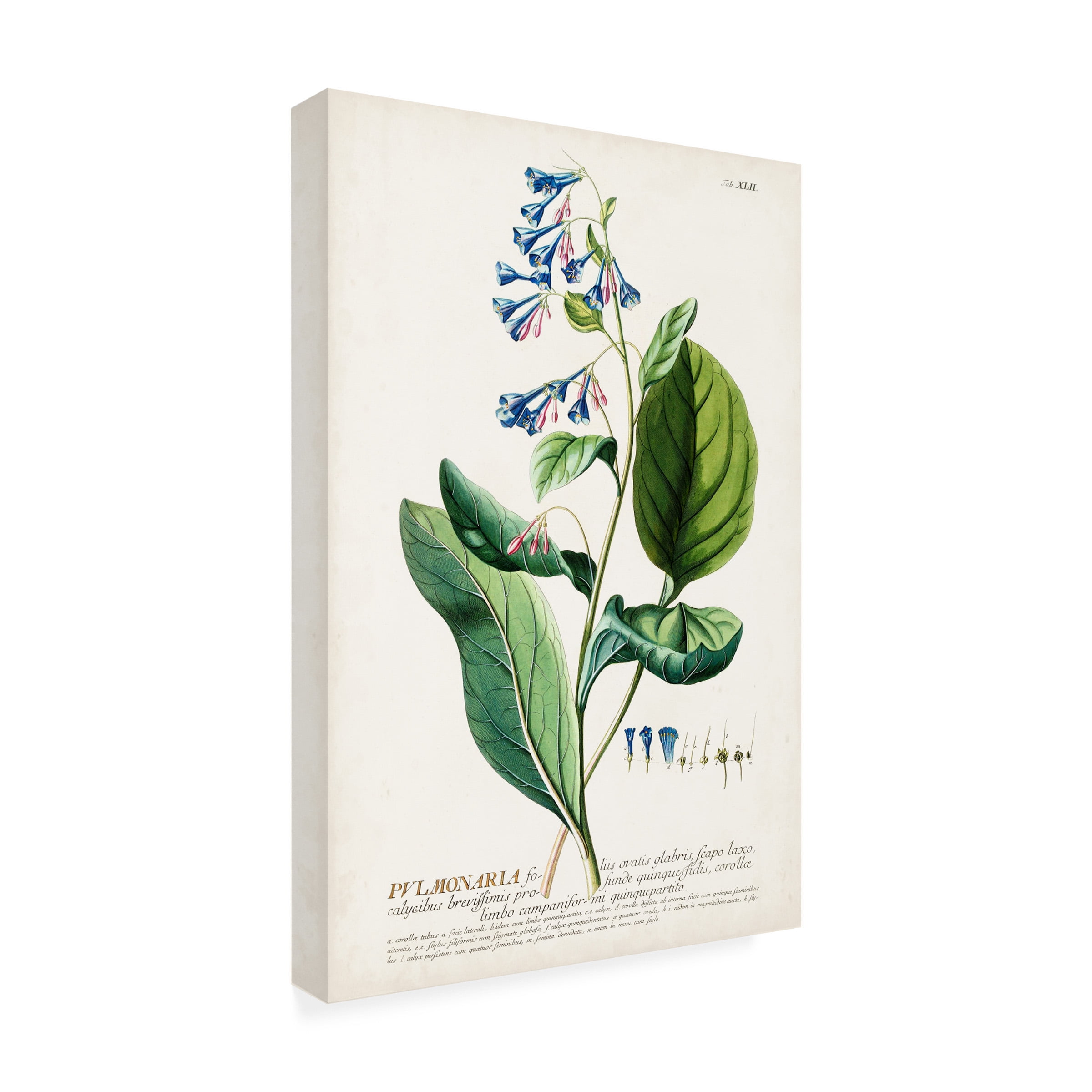 Unknown 'Alluring Botanical V' Canvas Art