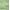 Sage Green, variant on Saffron Fabs Bath Rug 100% Soft Cotton 180 GSF Solid Color, Textured Border, Pattern Regency