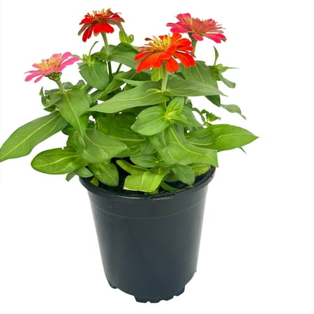 Better Homes & Gardens 1.5G Multicolor Zinnia Live Plant Grower Pot Sun