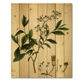 thumbnail image 3 of Designart 'Ancient Plant Life V' Traditional Print on Natural Pine Wood, 3 of 5