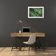 thumbnail image 3 of Majchrowicz, Alan 18x13 White Modern Wood Framed Museum Art Print Titled - Lady Ferns III Color, 3 of 4