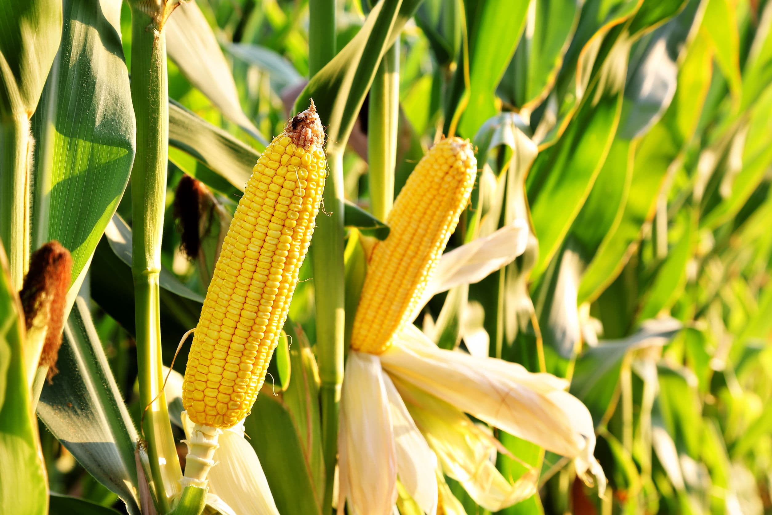 Organic Whole Yellow Corn, 3 Pounds — Non-GMO, Kosher, Raw, Vegan — by Food to Live