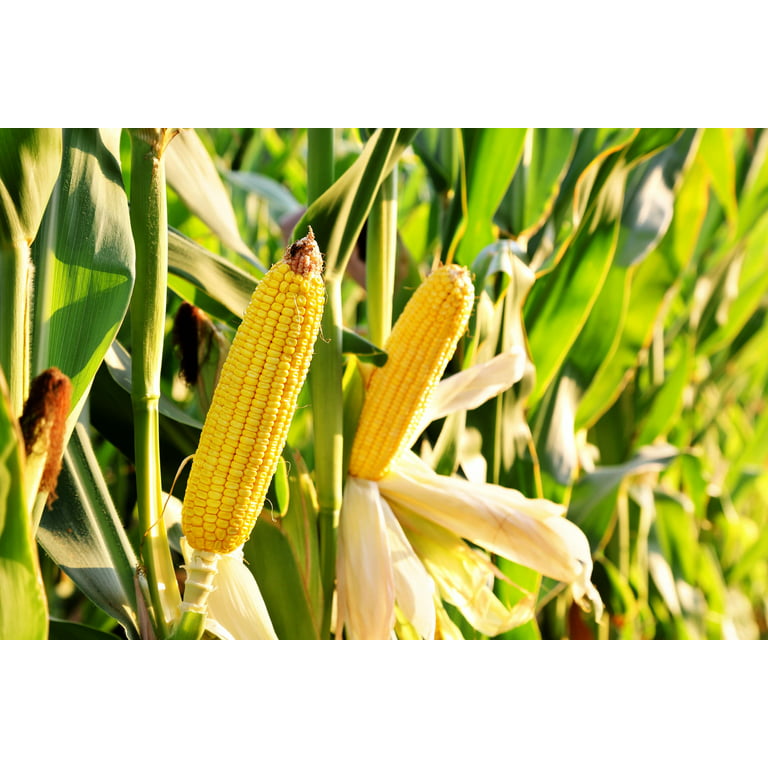 Kona Cotton: Corn Yellow 1089 – gather here online