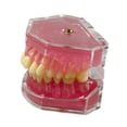 thumbnail image 2 of Modelo de enseñanza oral,Modelo de extracción dental Modelo de enseñanza oral,Kit educativo para la práctica de extracción de dientes,Instrumento dental modelo didáctico, 2 of 9