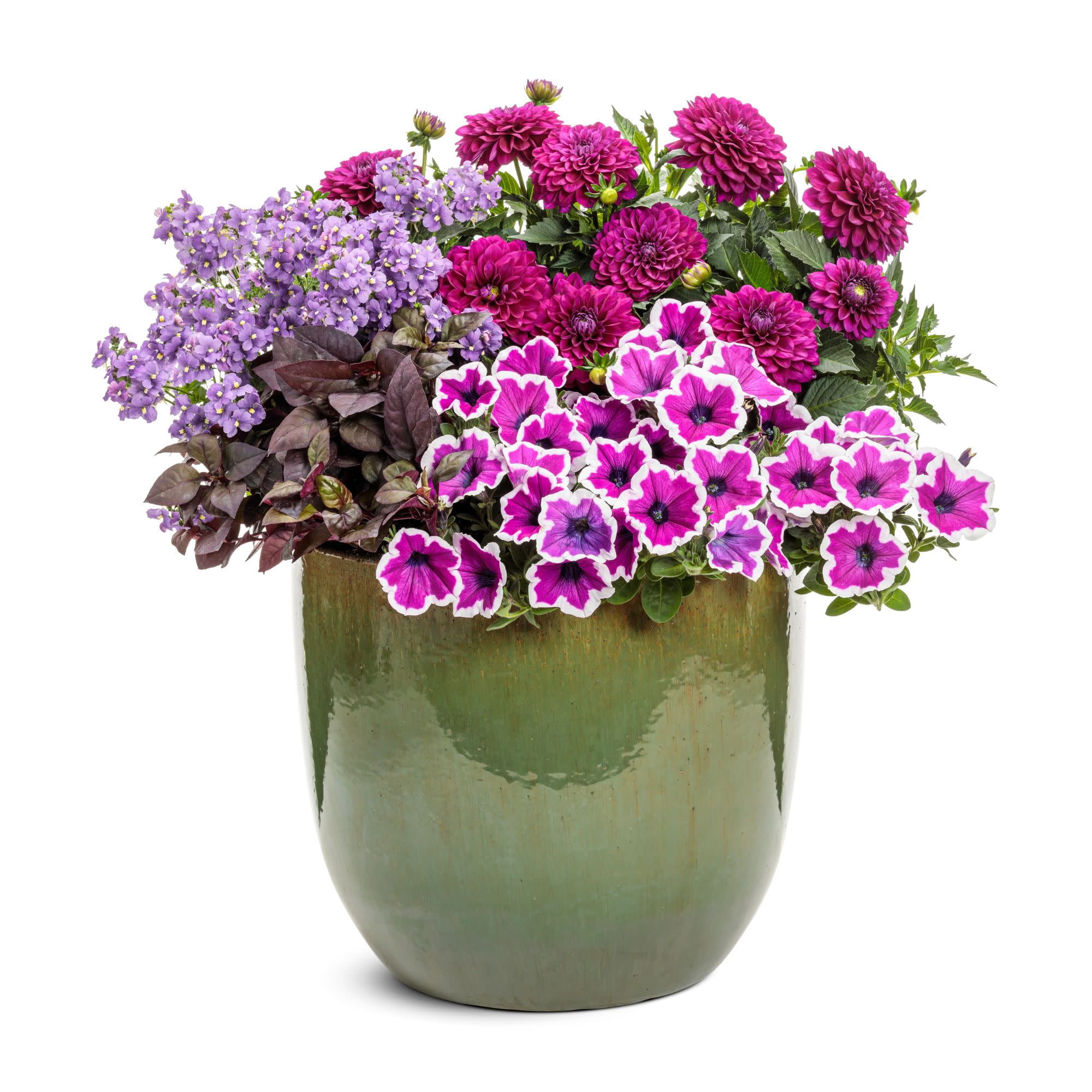 Proven Winners 8" Purple Virtuoso Vibrant Violet Dahlia Live Plant in 6.5" Pot